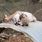 农家乐 La Ferme Des Vergnes Gabillou
