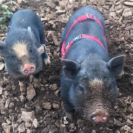 Séjour à la ferme La Ferme Des Vergnes *