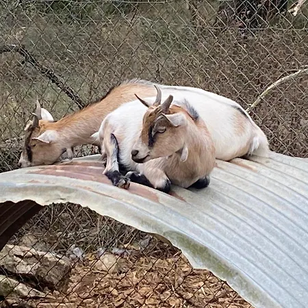 Κατάλυμα σε φάρμα La Ferme Des Vergnes Gabillou