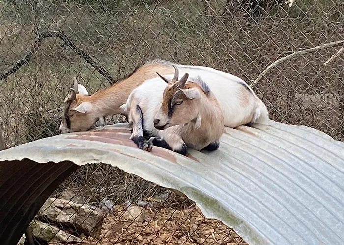 Farm stay La Ferme Des Vergnes Gabillou